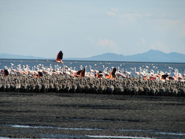 Nidificación Flamenco (Phoenicopterus chilensis)