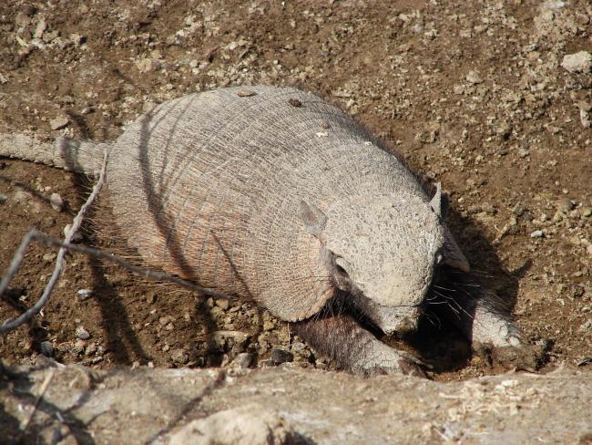 Peludo (Chaetophractus villosus )