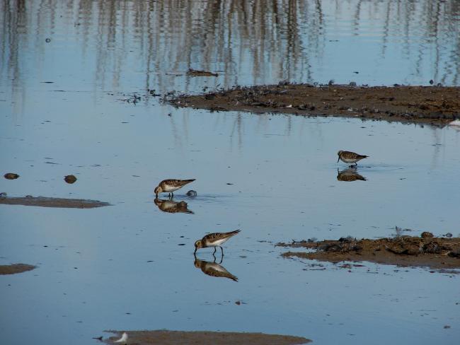Playerito rabadilla blanca (Calidris fuscicollis)