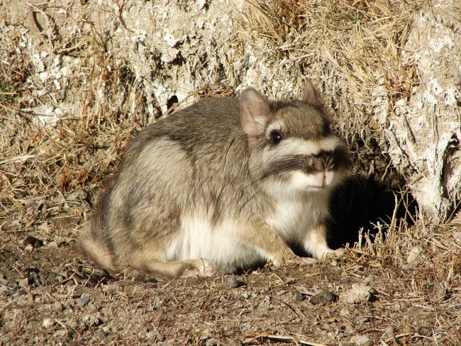 Vizcacha (Lagostomus maximus)