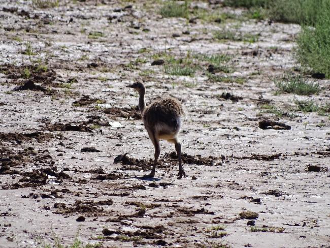 Cría de Choique (Rhea pennata)