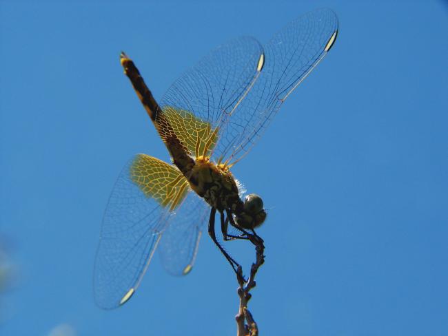 Libélula (Anisoptera)