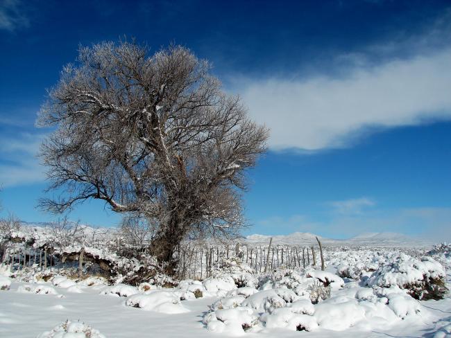 Nevada