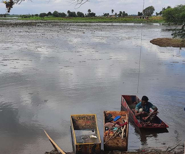 Lotus farming, Yashwant Sagar 