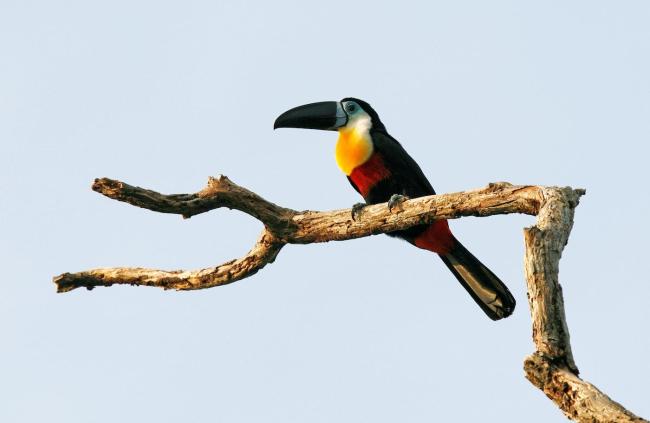 Virua