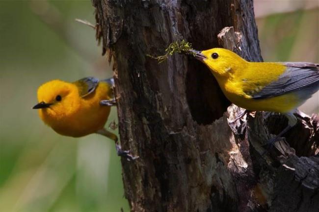 Nesting prothonotary warbler along LWR slough 