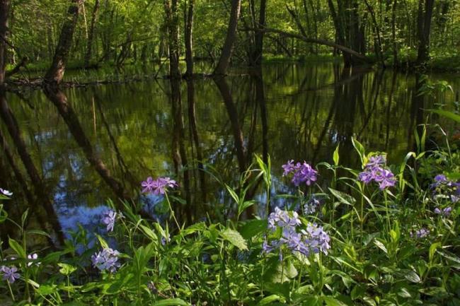 Woodland Phlox along LWR slough
