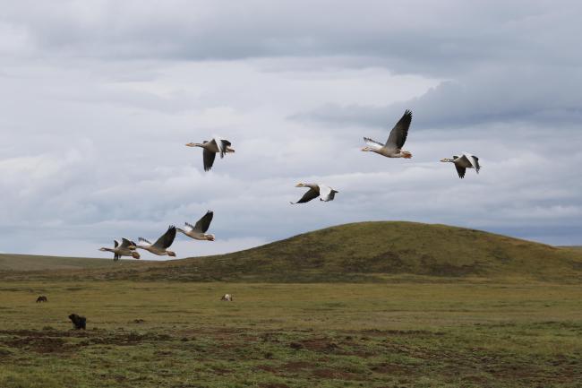 Bar-headed goose (Anser indicus) 