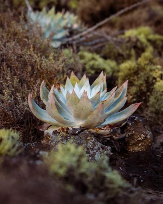 Siempre viva-Dudleya Anthonyi