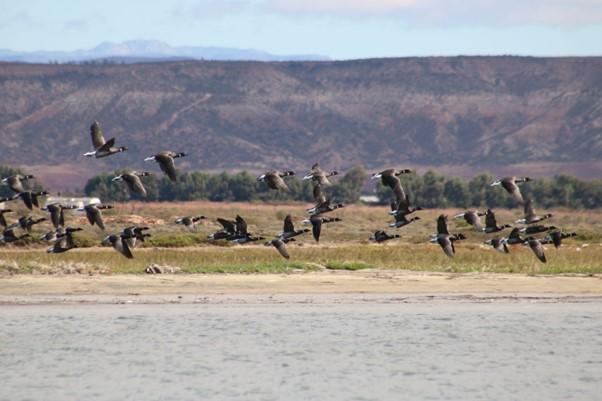 Branta negra – Branta bernicla nigricans