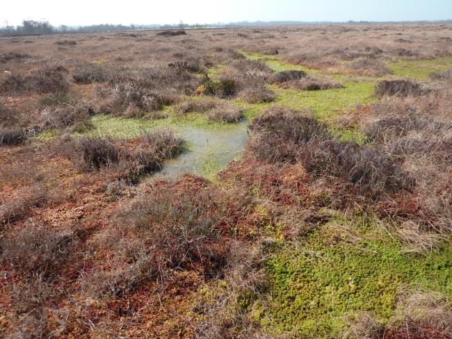 Active Raised Bog displaying Sphagnum magellanicum low hummocks and lawns and Sphagnum cuspidatum pools.