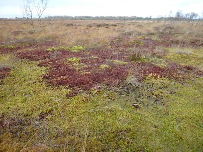 Sphagnum magellanicum & S. cuspidatum lawns within a soak system at Clara West.