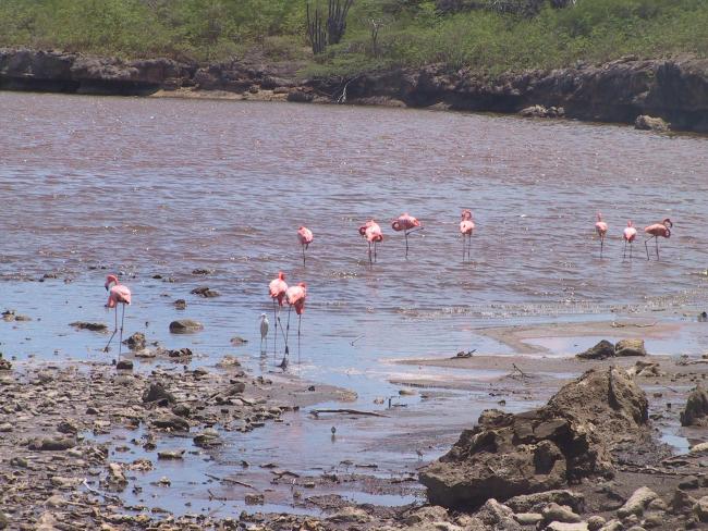 Flamingo's at Salina Slagbaai, part of Washington Slagbaai