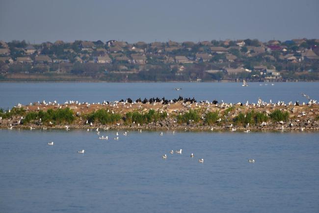 Sasyk Lake