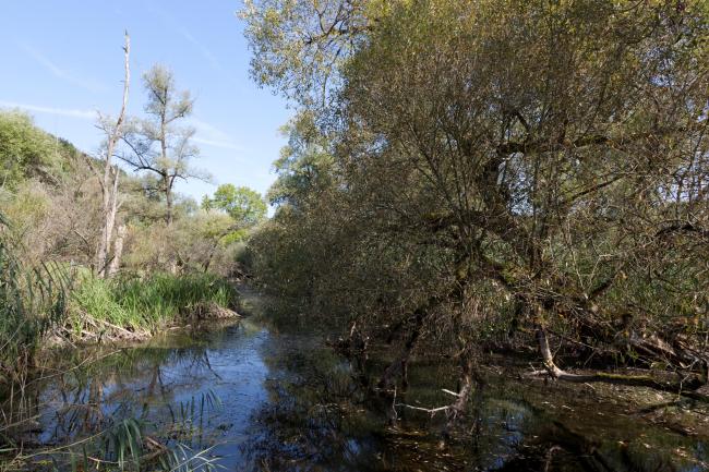 Niederried Stausee. Upper part of the site. Still water / side branch. 