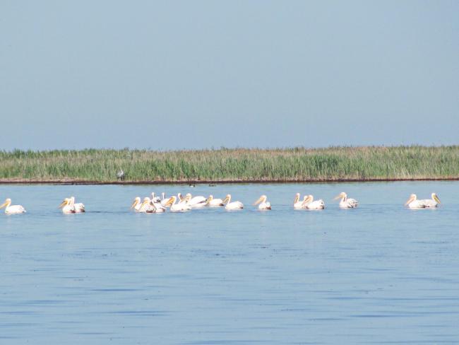 Wite Pelicans near the island Dzharylgach
