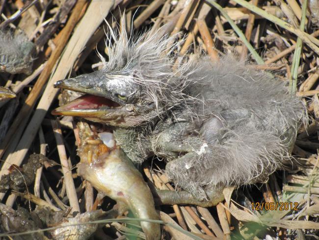 Breakfast of the chicken of Gray Herons on the Cakinitsky islands