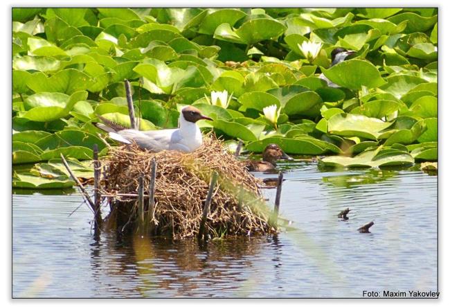 Larus ridibundus on the nest