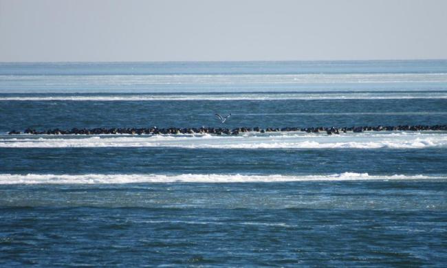 Until the bay is completely covered with ice, ducks will not fly further south.