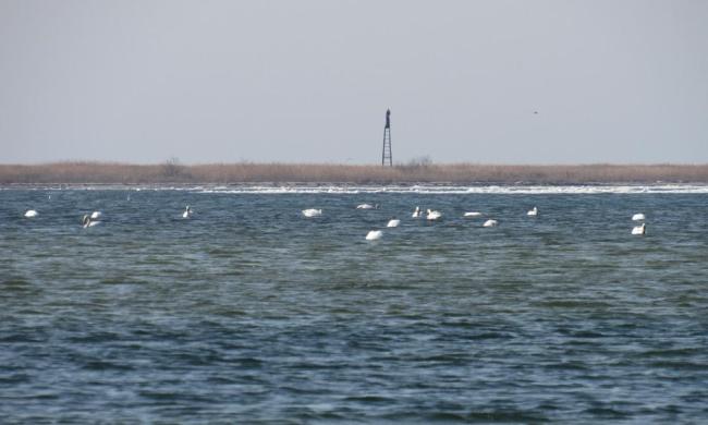 The shallow bay is the best feeding ground for Cygnus cygnus.