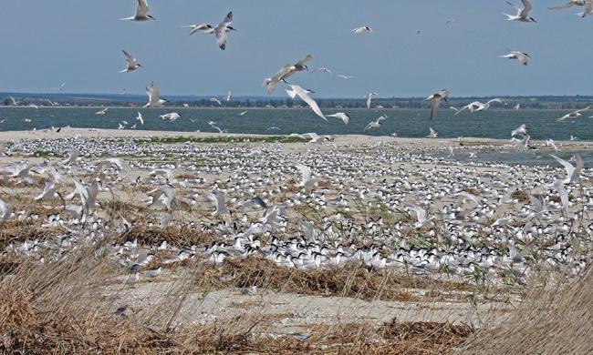 The colony of Thalasseus sandvicensis on the terminus of the Bilosaraiska Spit