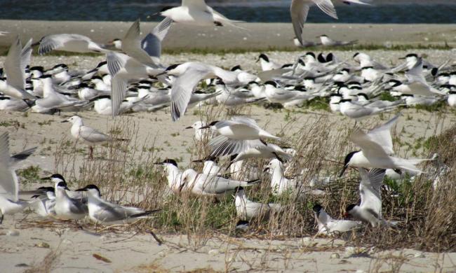 Larus genei settle near Thalasseus sandvicensis.