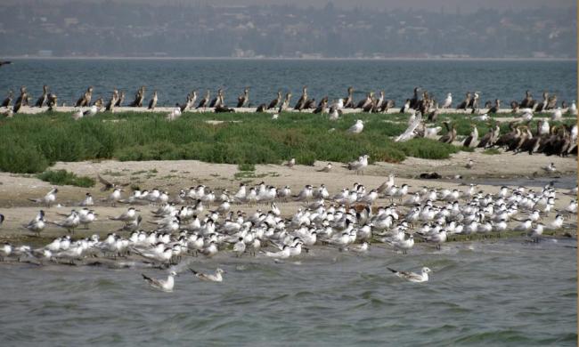 Larus genei settle near Thalasseus sandvicensis.