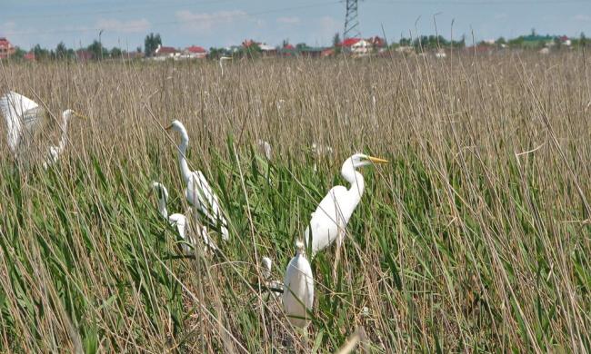 At the colony of Ardea alba.