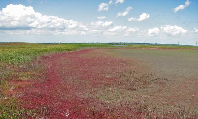 In summer, almost all saline shallow lakes are dried-up.