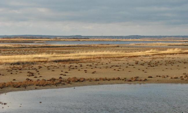 Shallow saline lakes attract the birds due to their security and food availability.