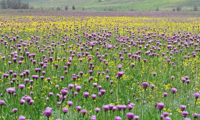 Halophytic meadows with Rhaponticum serratuloides.