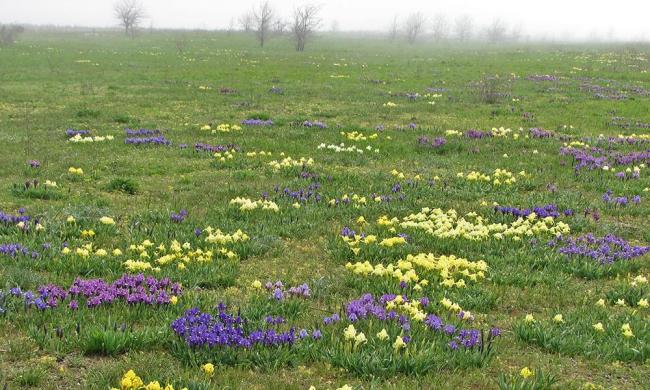Psammophyte-steppe area with Iris pumila.