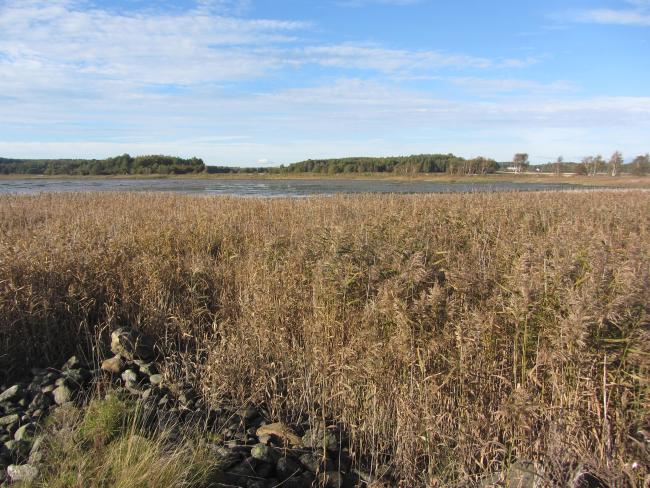 Phragmites stand in the north-east corner of the site.