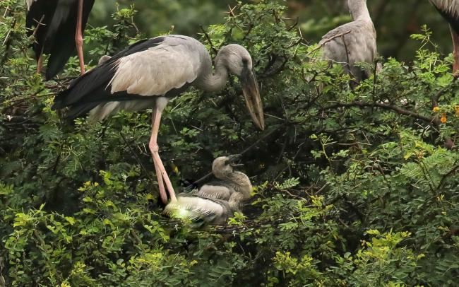 Open-billed Stork with juvenile