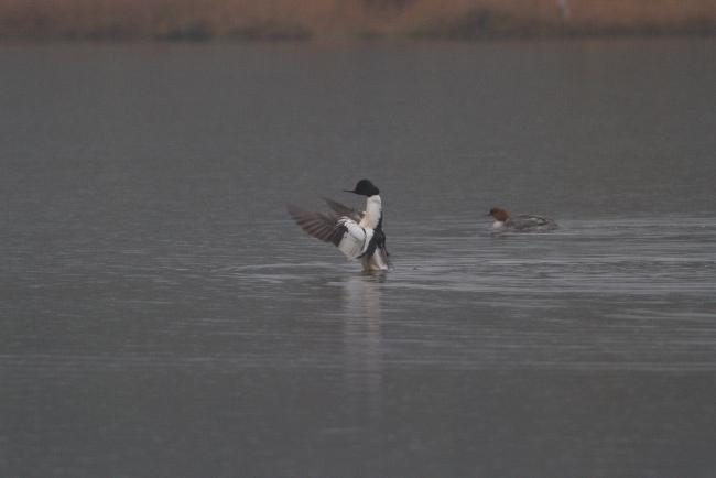 Common merganser