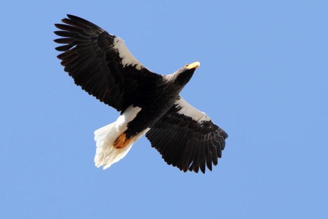 1_stellers_seaeagle.jpg