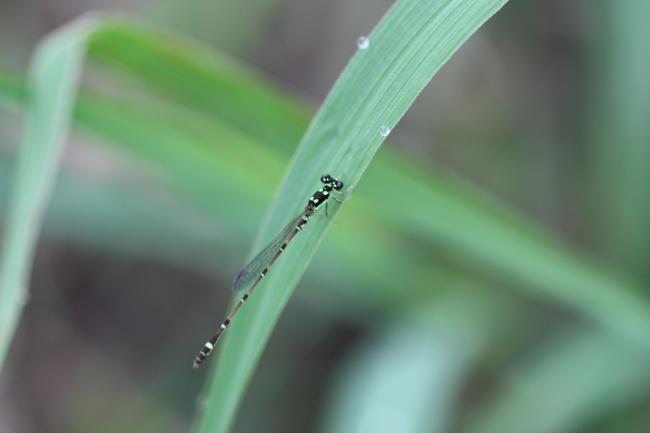 2_damselfly_male
