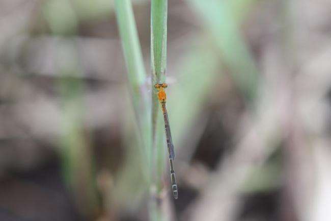 3_damselfly_female