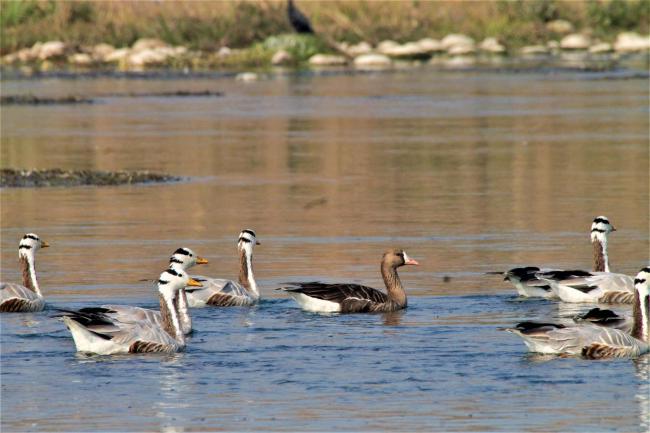 Bar-headed Geese and Greater white-fronted Geese at Nangal wetland