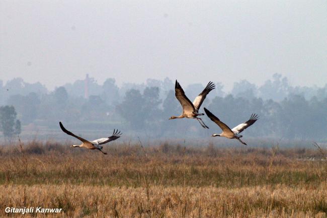 Common Crane
