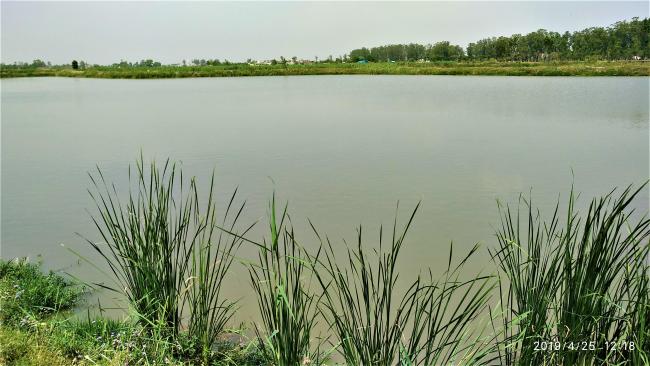 Aquaculture Pond at Keshopur-miani community reserve