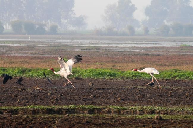 Sarus Crane at Keshopur-miani community reserve