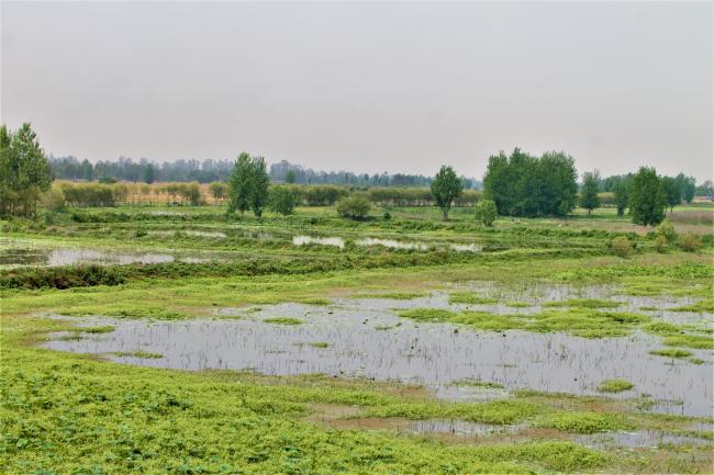 Another view of Keshopur-miani community reserve
