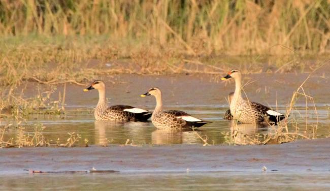 Indian spot-bill duck at Keshopur-miani community reserve