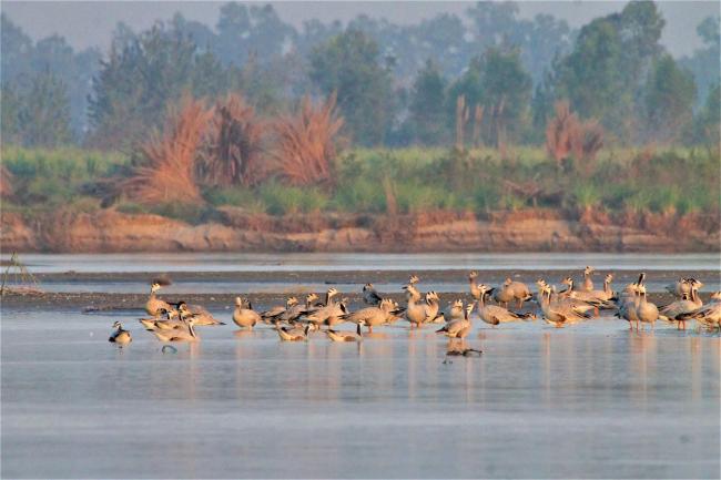 Flock of Bar-headed Geese in River Beas
