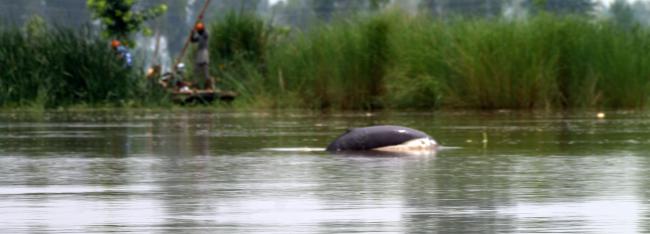 Indus River Dolphin at Mundapind village. 