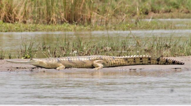 Gharial basking on a mid channel island near River Beas. 