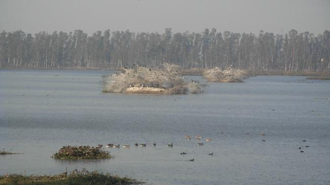 Bhindawas Wildlife Sanctuary