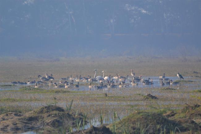 Waterbirds at Bhindawas Wildlife Sanctuary