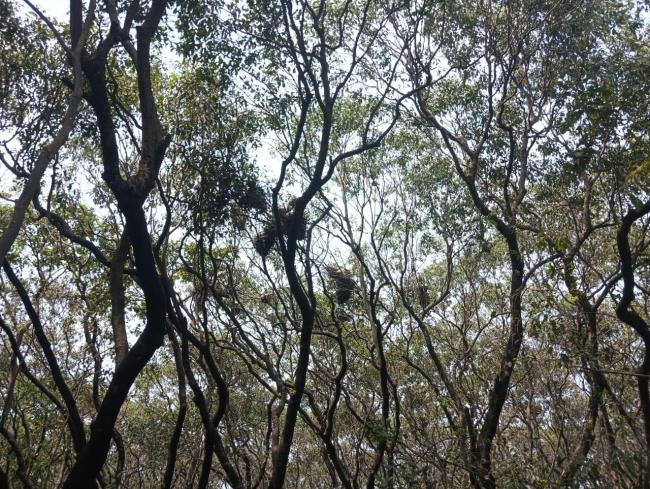 Nesting of birds in Sheikha Jheel Bird Sanctuary 